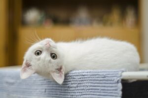 kitten-g9c6ba745d_1920