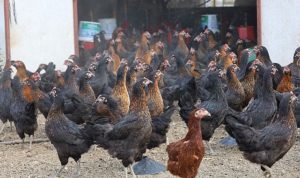 buyuksehirin-yuzde-50-hibeli-tavuk-dagitimiyla-tarimda-devrim-yaratti-DplKTmiE.jpg
