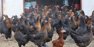buyuksehirin-yuzde-50-hibeli-tavuk-dagitimiyla-tarimda-devrim-yaratti-DplKTmiE.jpg