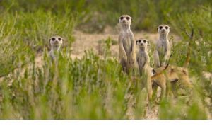 doganin-dahileri-20-agustos-carsamba-gecesi-national-geographic-wildta-rFOcW9nP.jpg