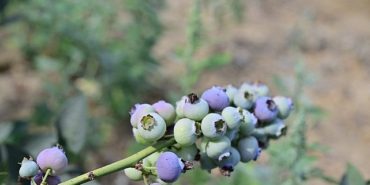 izmirin-tarim-ruzgarlari-ilk-blueberry-hasadiyla-tarimsal-devrim-basladi-VpLKkfBK.jpg