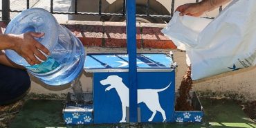 kucukcekmece-belediyesinden-yaz-sicaginda-sokak-hayvanlarina-can-suyu-mujdesi-UY2sfCe5.jpg
